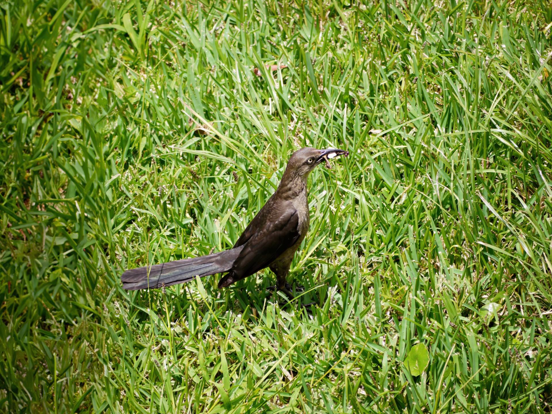 Nicaragua-Bootsschwanz